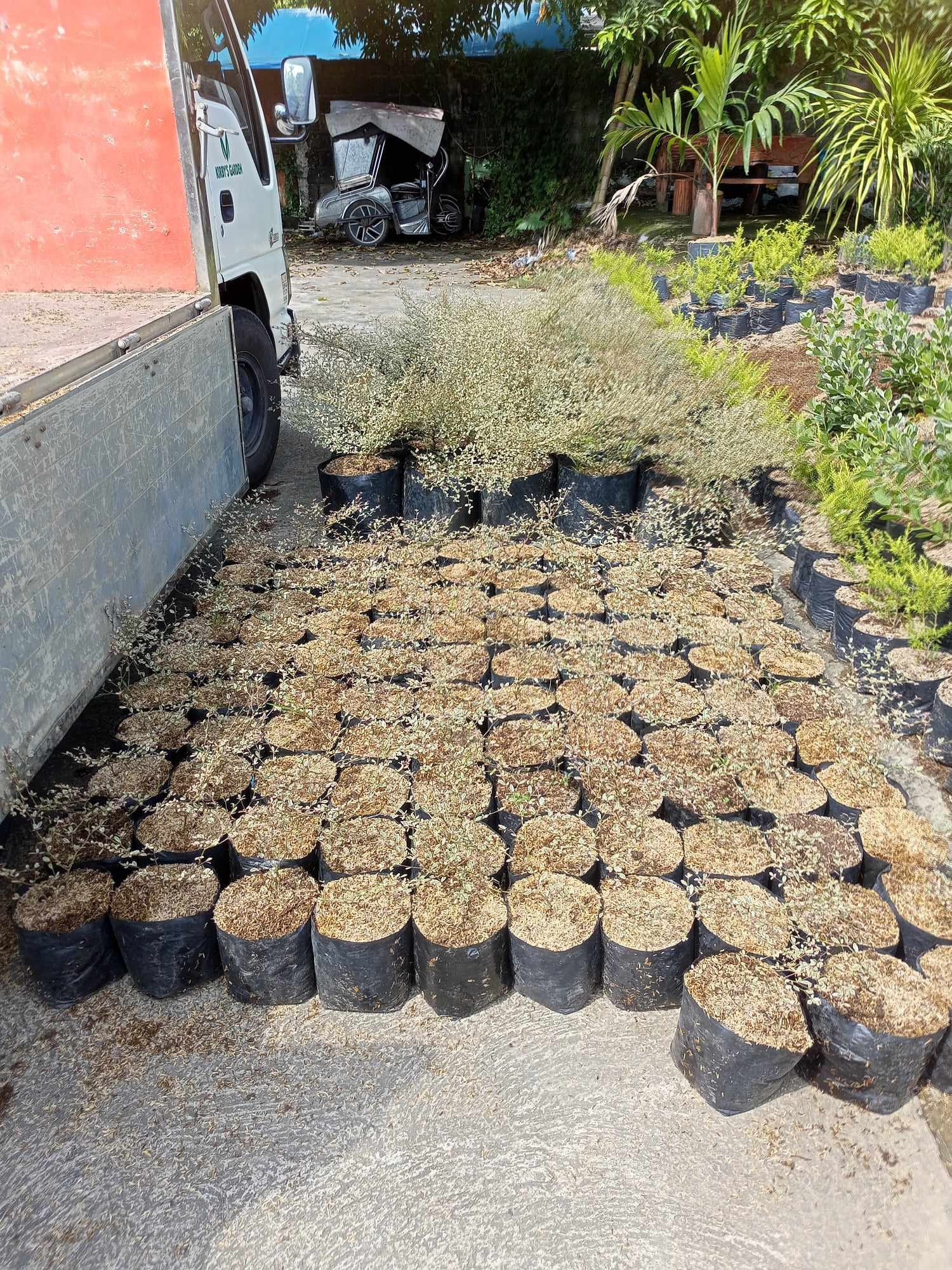 Ornamental Plants Supplier